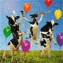 cows celebrating