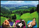 cows of emmental