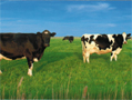 cow panorama