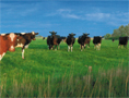 cow panorama
