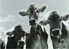 cow (by sabine joerin)